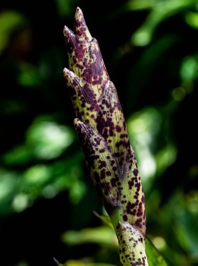 Vriesea grandiflora