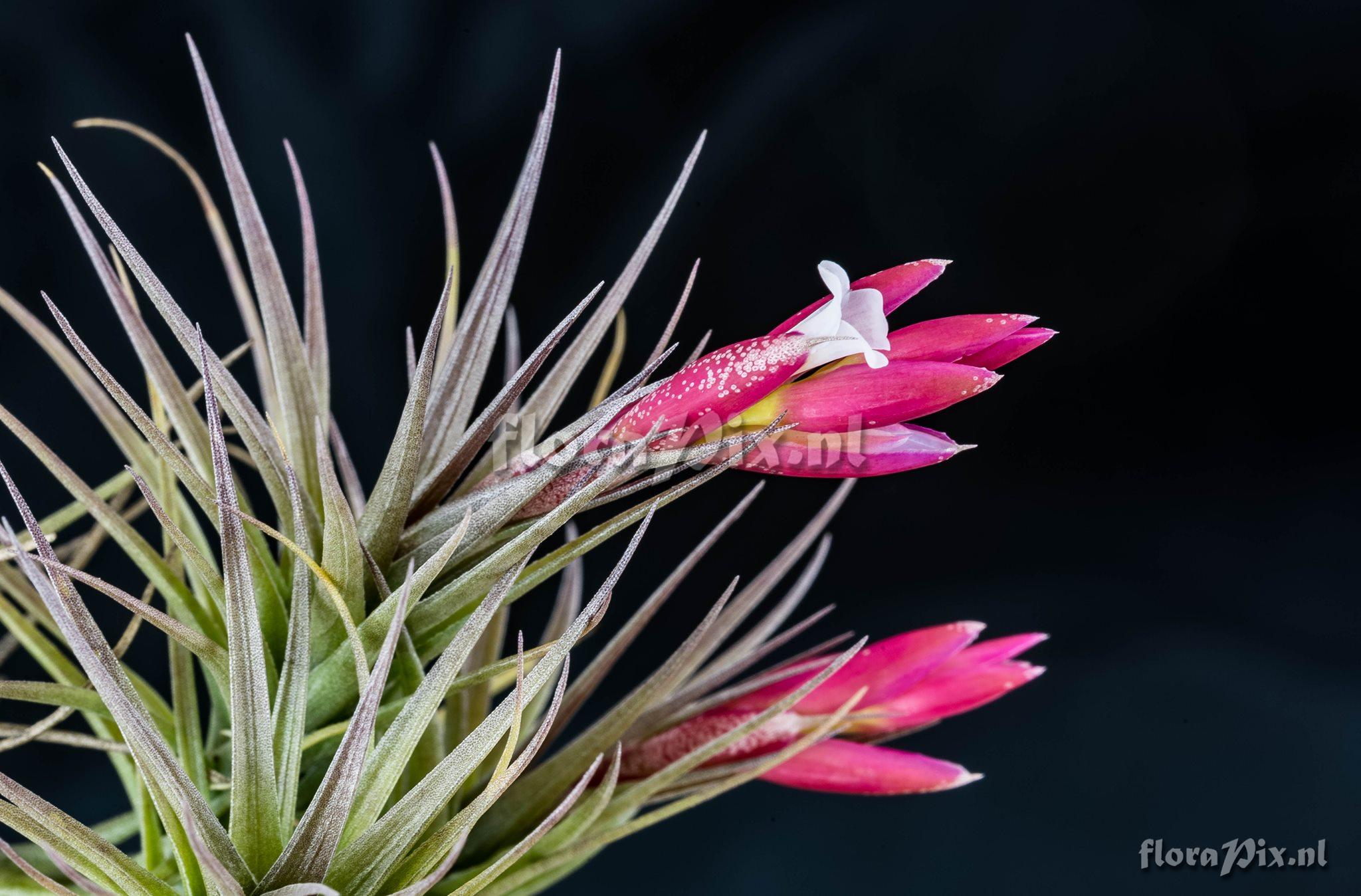 Tillandsia tenuifolia var. vaginata