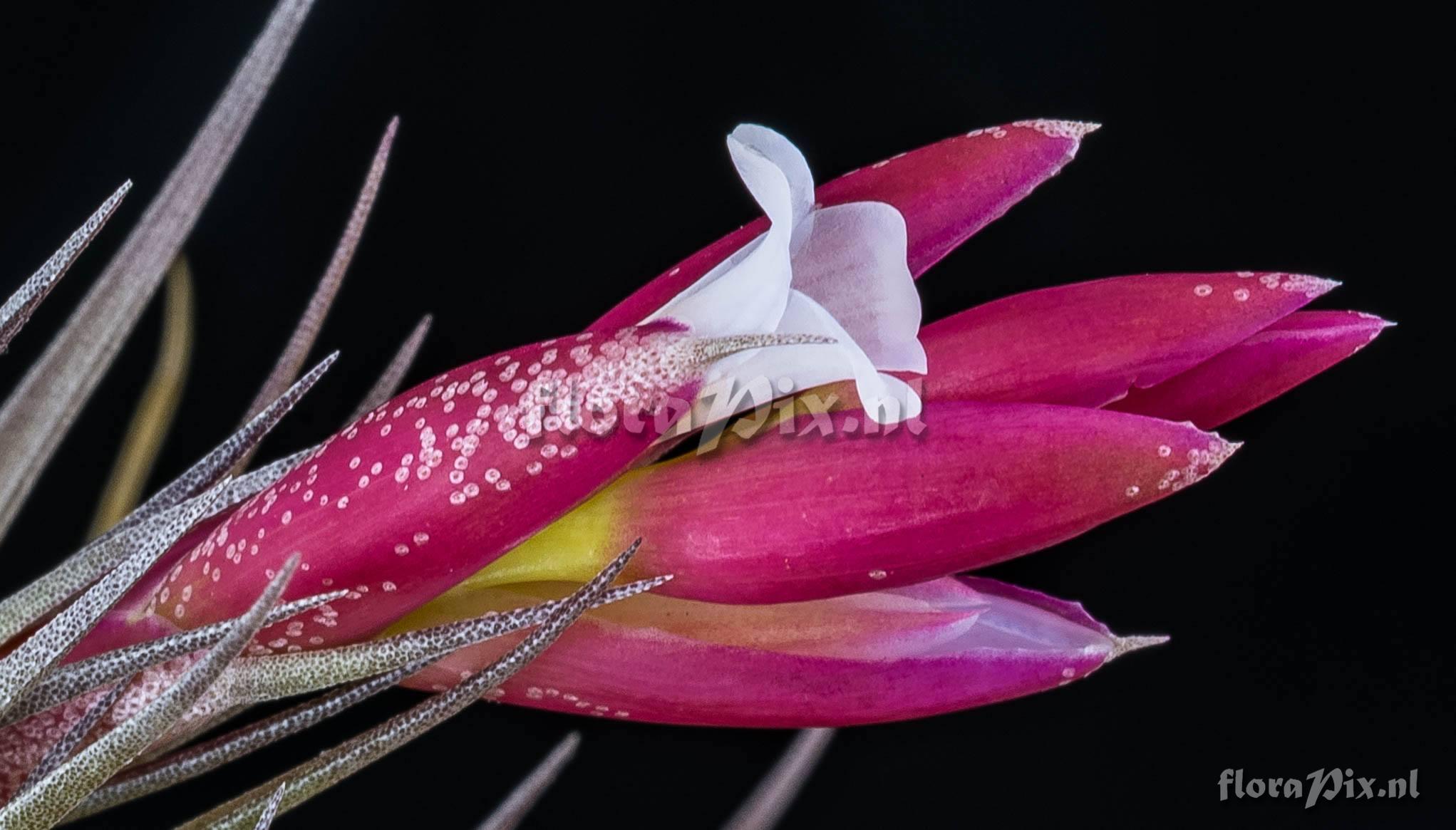 Tillandsia tenuifolia var. vaginata