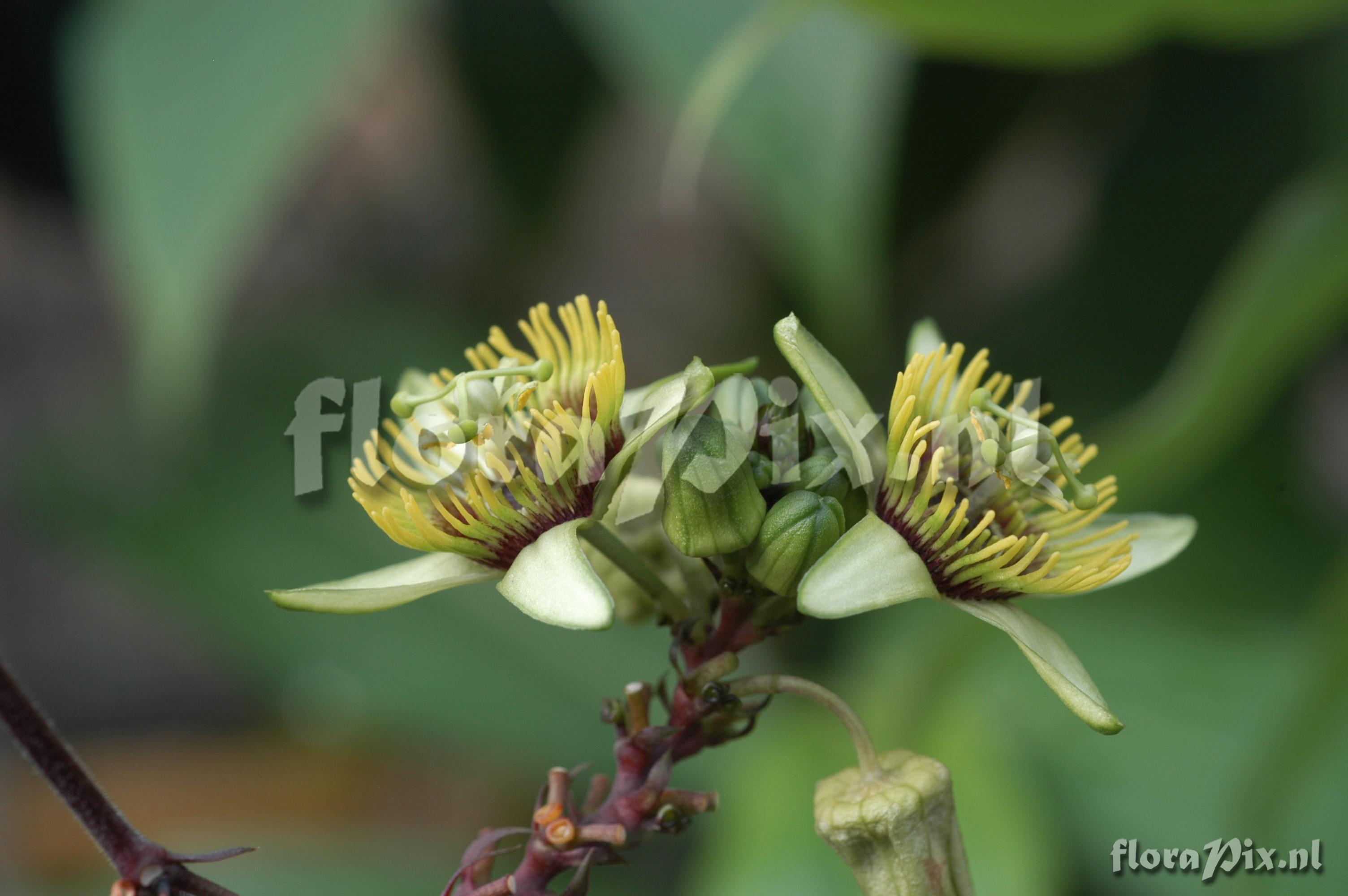 Passiflora coriacea