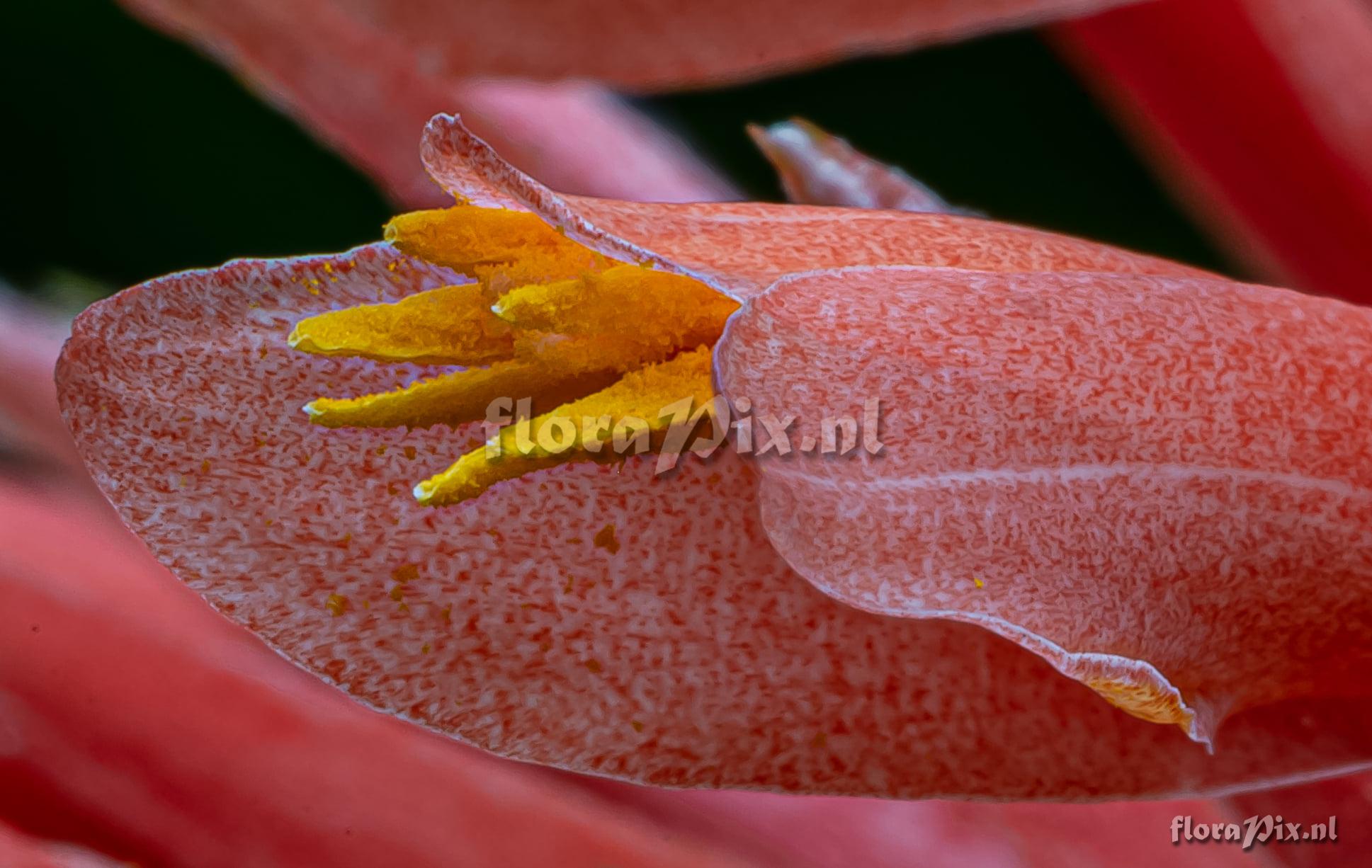 Pitcairnia heterophylla