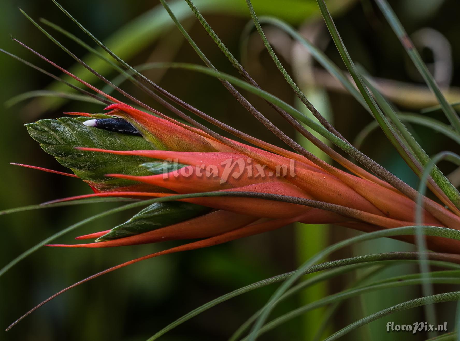 Tillandsia punctulata