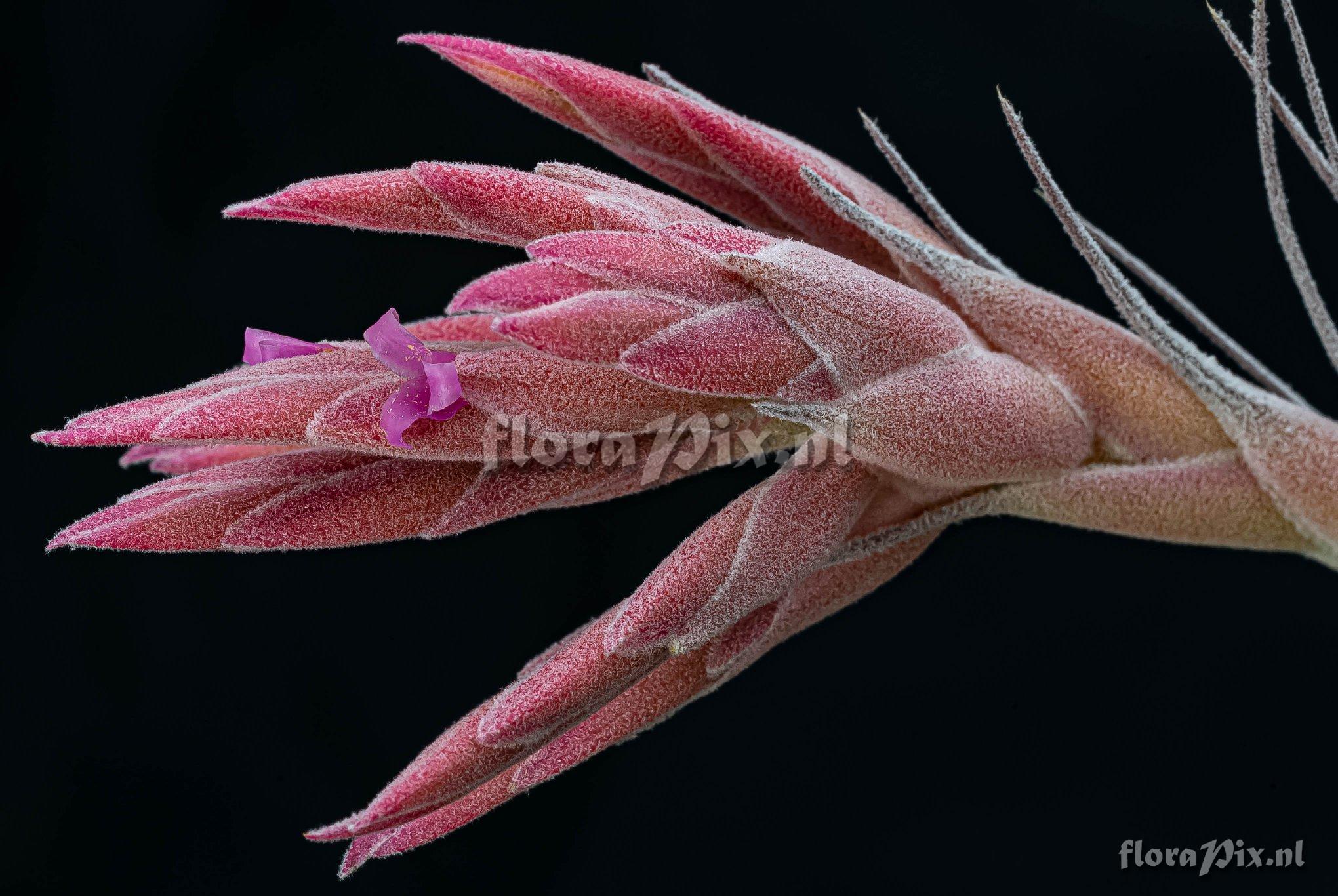 Tillandsia gardneri var. rupicola