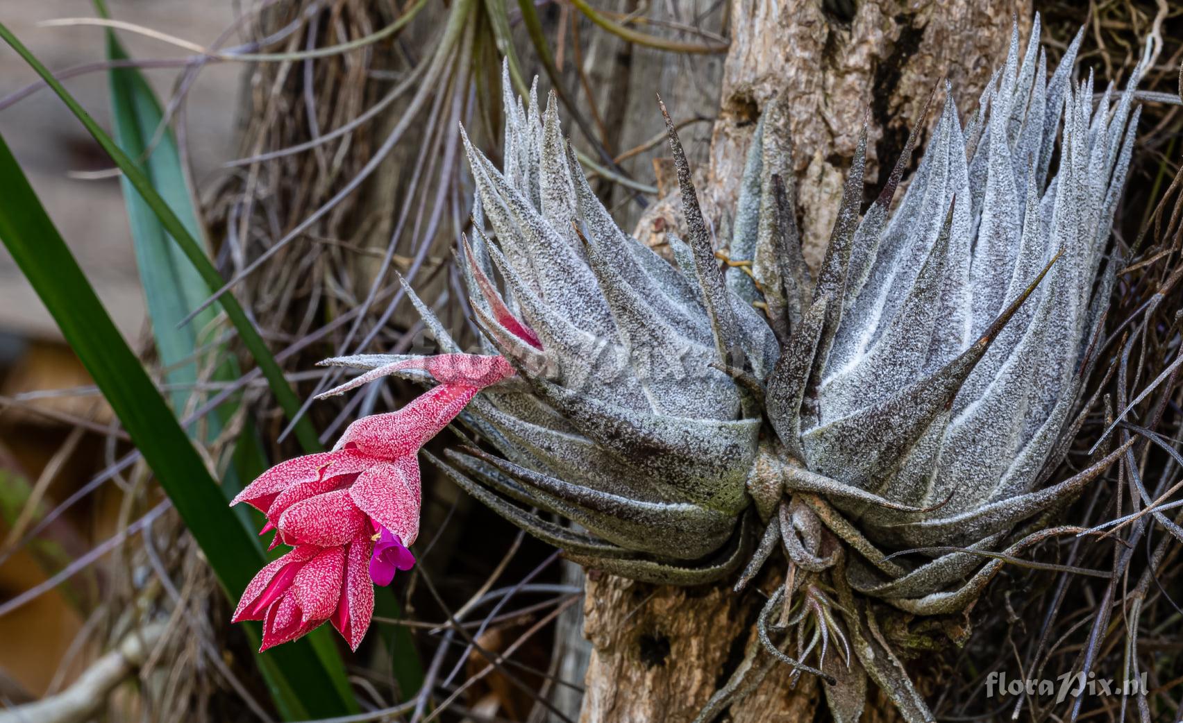 Tillandsia heubergeri