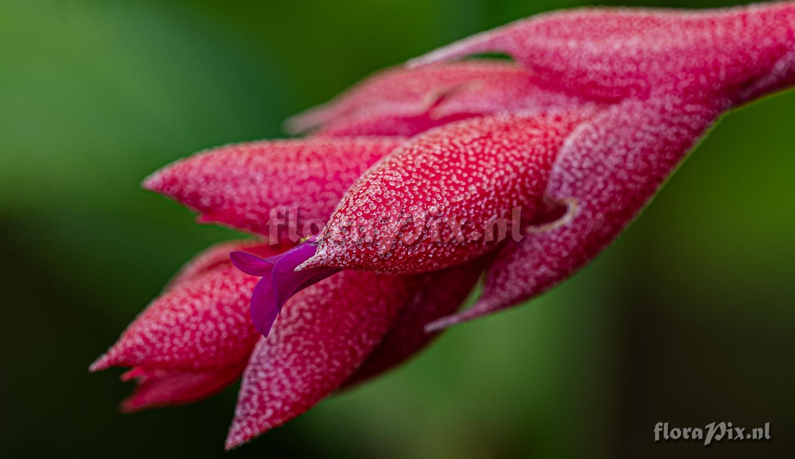 Tillandsia heubergeri