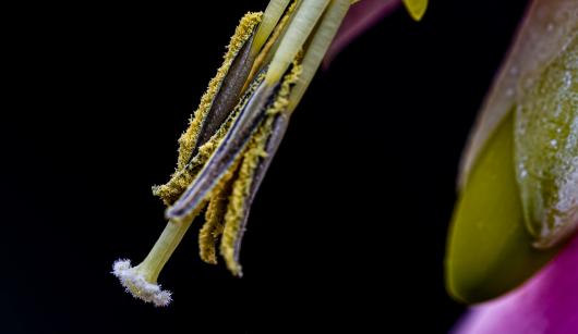 Vriesea pardalina