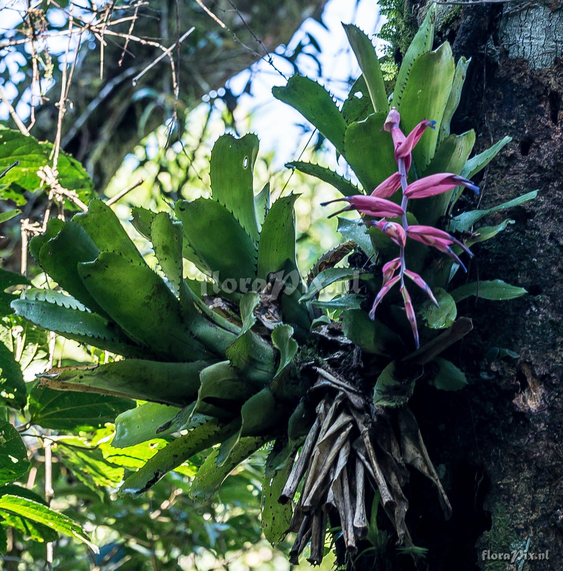 Billbergia sanderiana