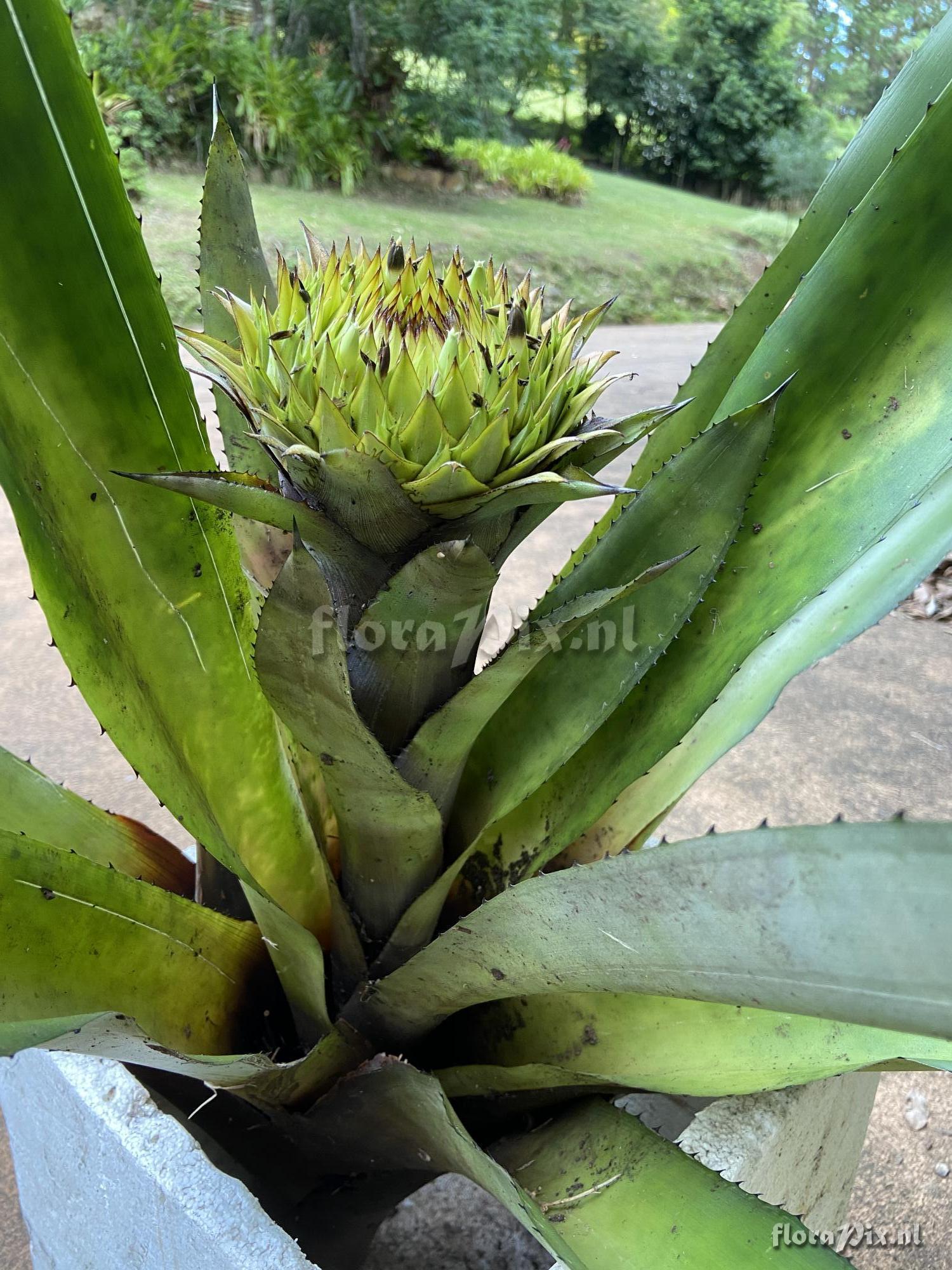 Karawata saxicola