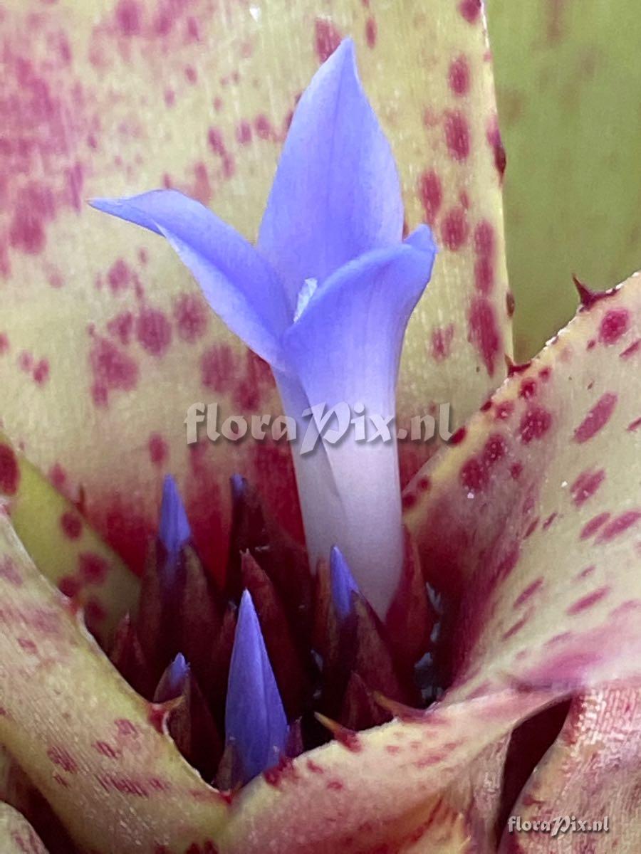 Neoregelia cyanea