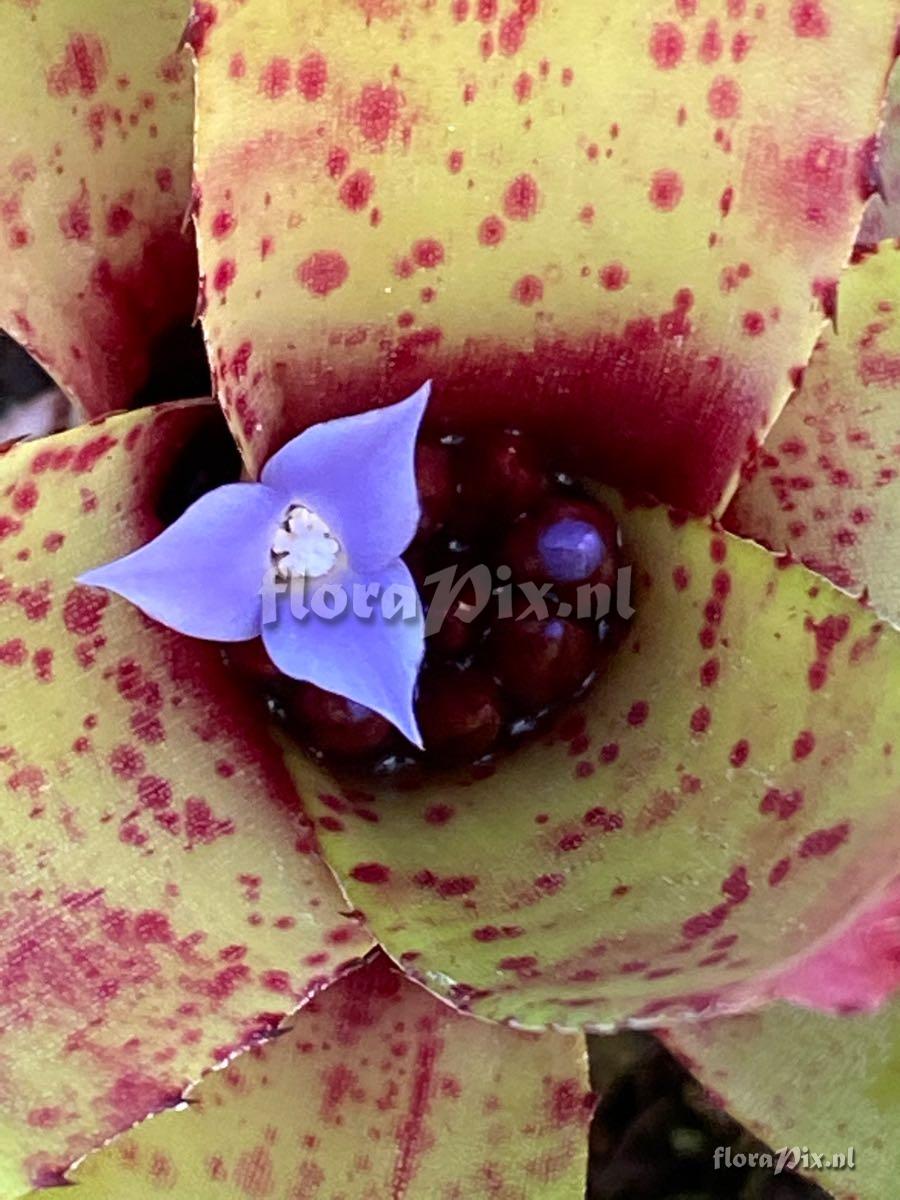 Neoregelia cyanea