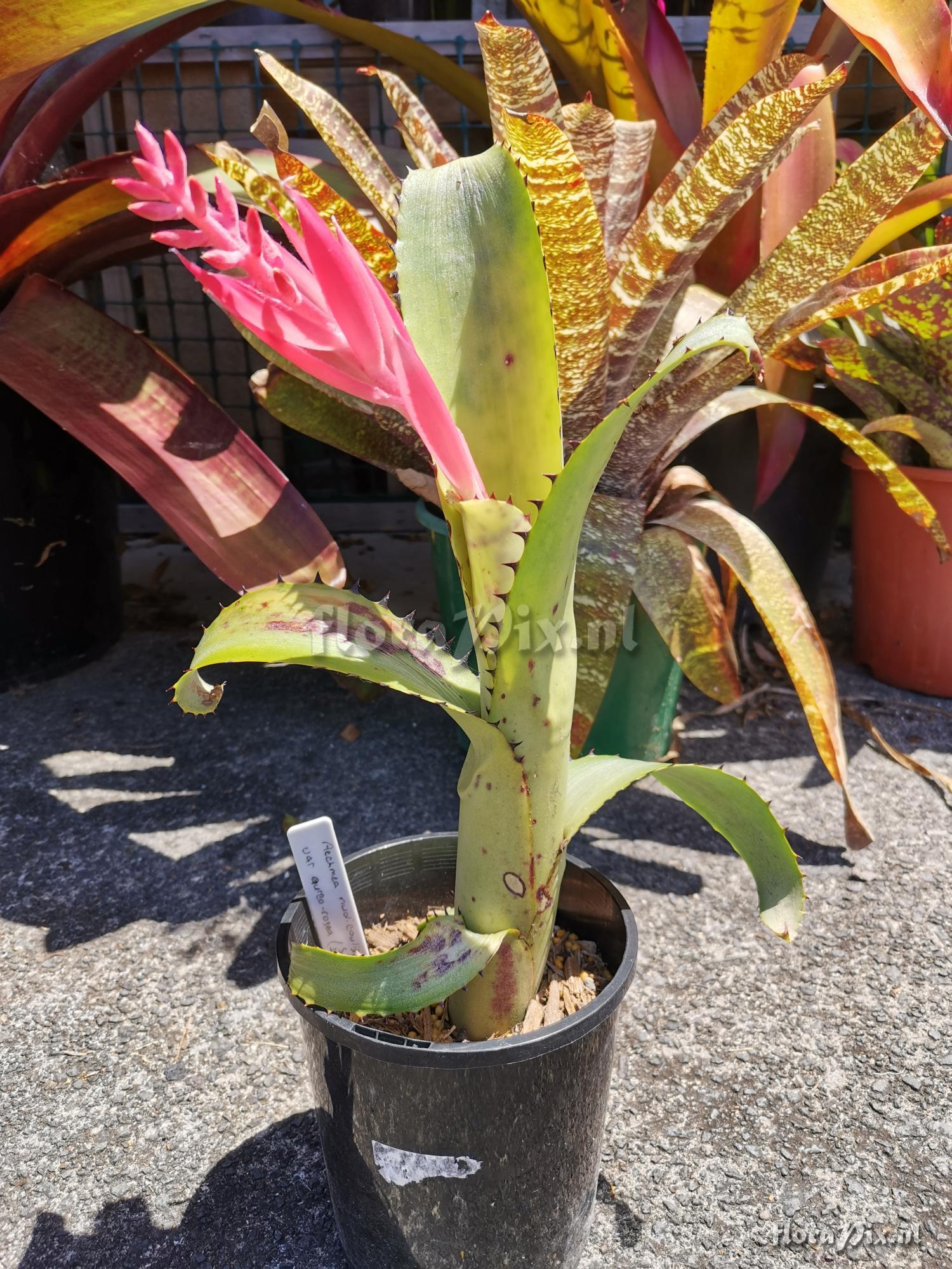 Aechmea nudicaulis var. aureorosea