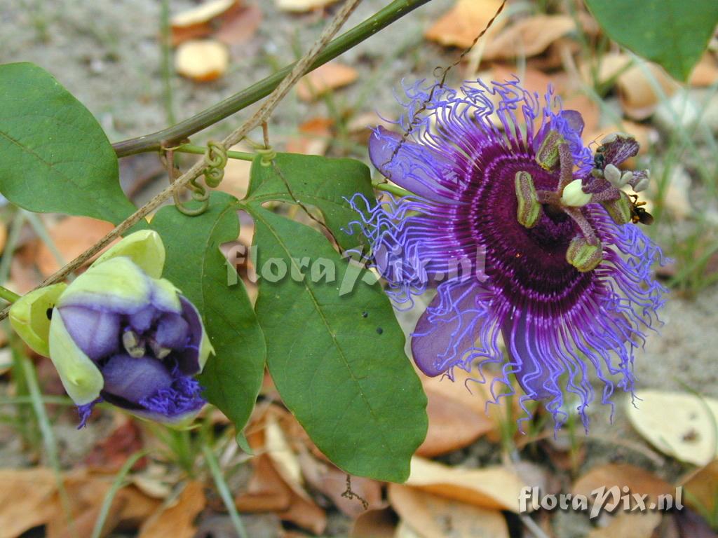 Passiflora cincinnata