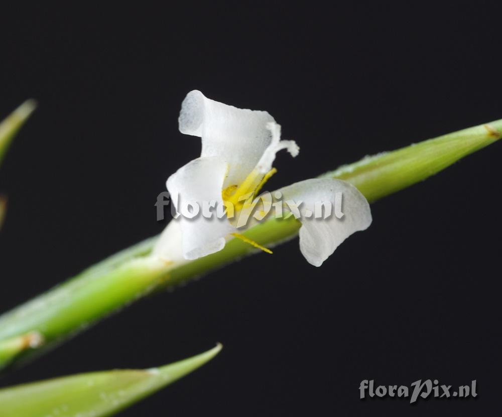 Tillandsia afonsoana