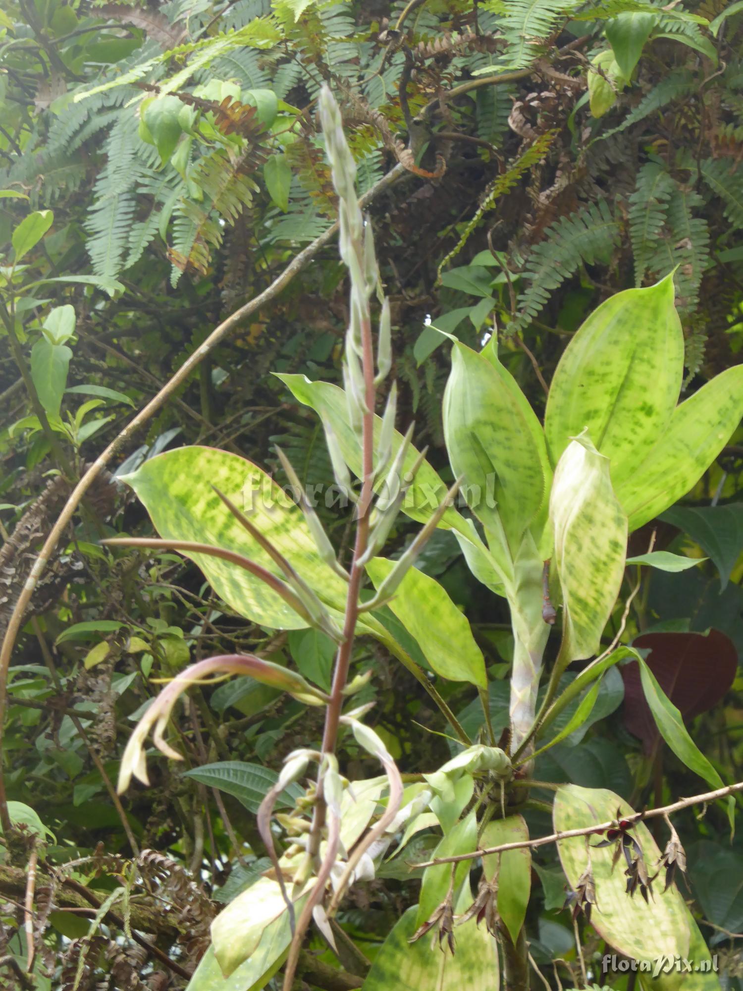 Pitcairnia palmoides