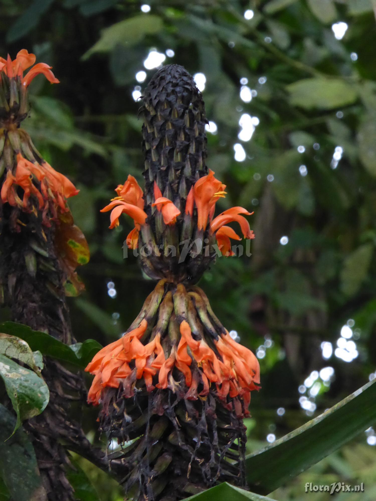 Pitcairnia barrigae