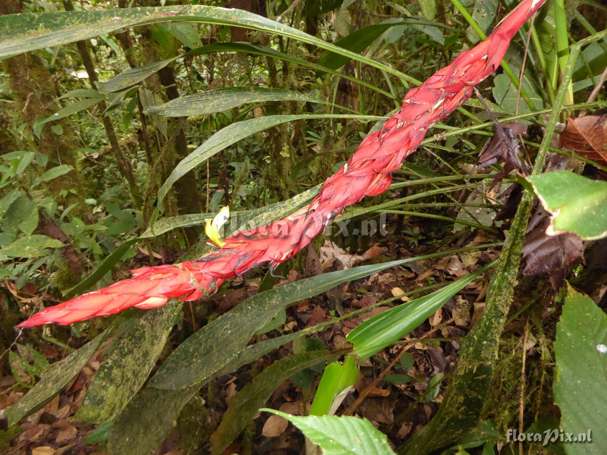 Pitcairnia ferrellingramiae