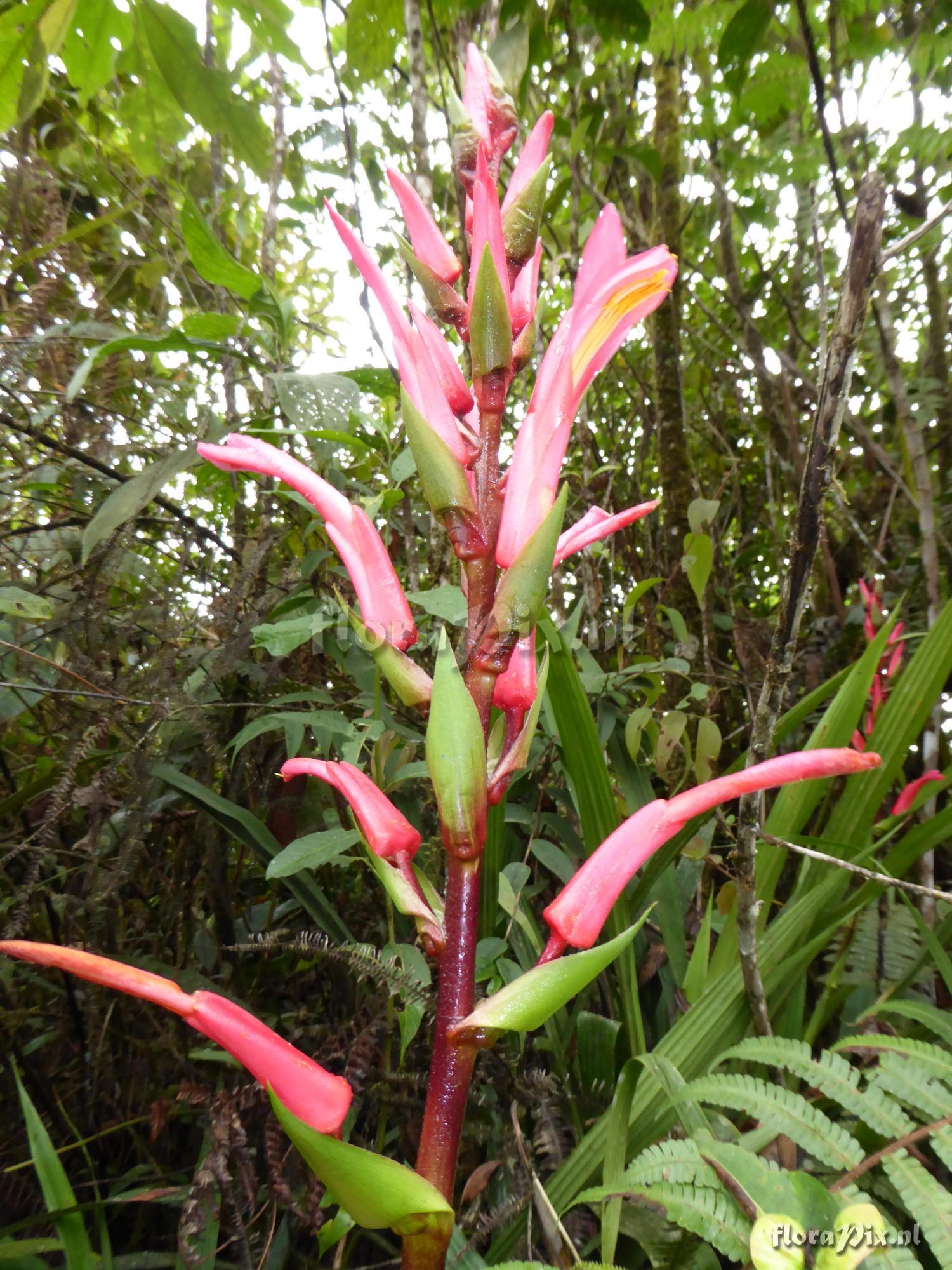 Pitcairnia hooveri