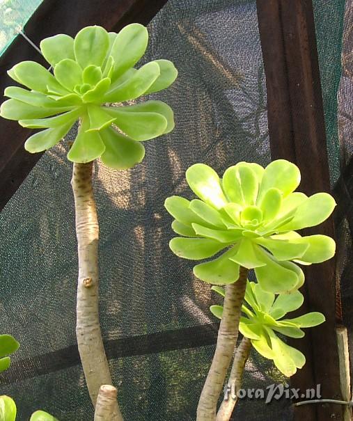 Aeonium korneliuslemsii