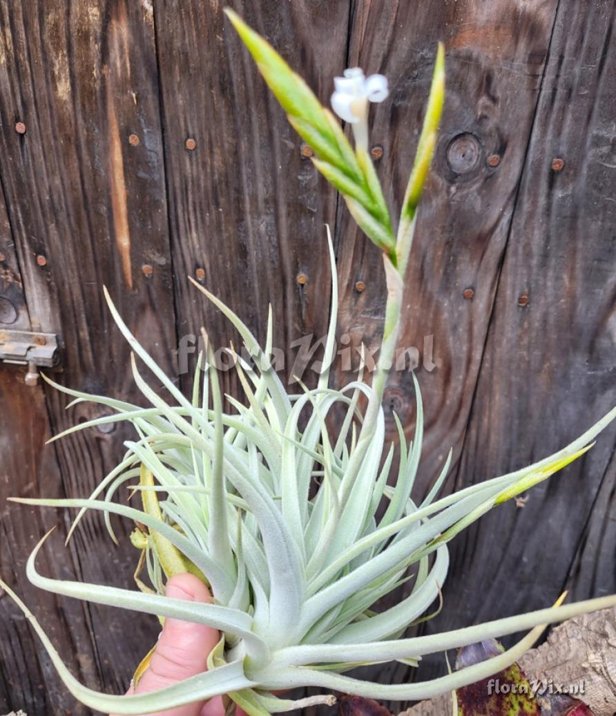 Tillandsia chiletensis