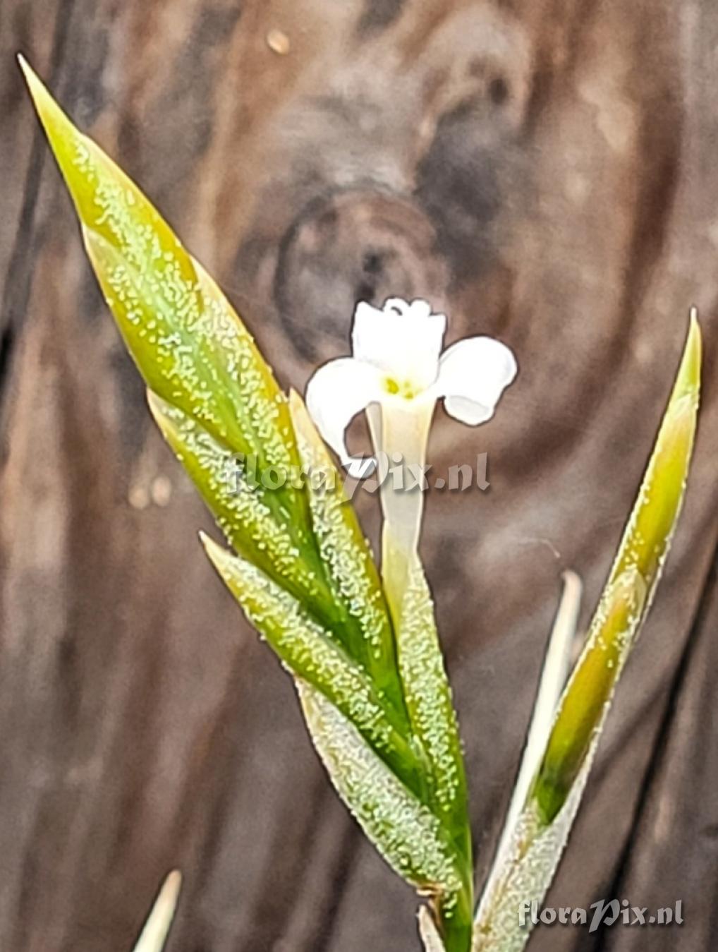 Tillandsia chiletensis