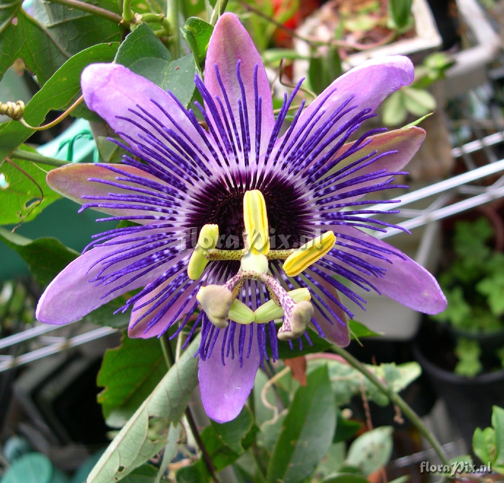 Passiflora 