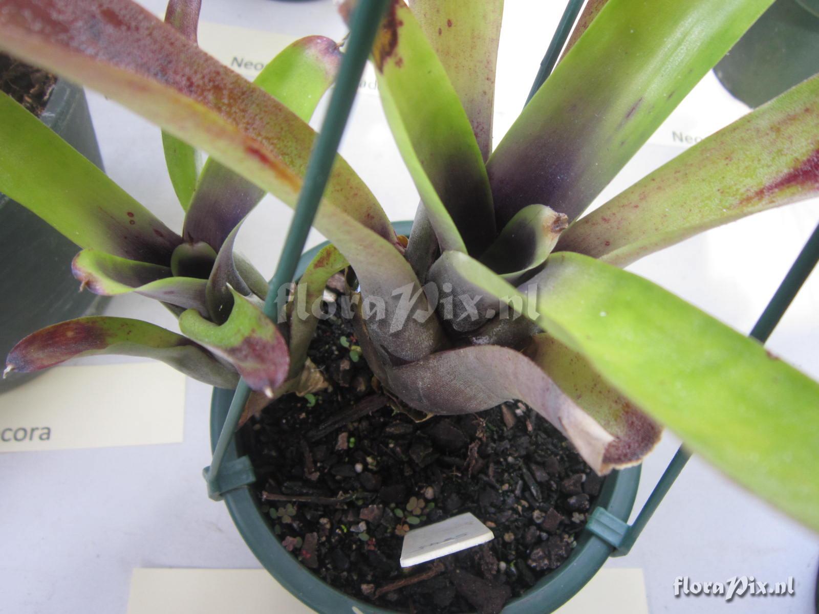 Neoregelia kuhlmannii