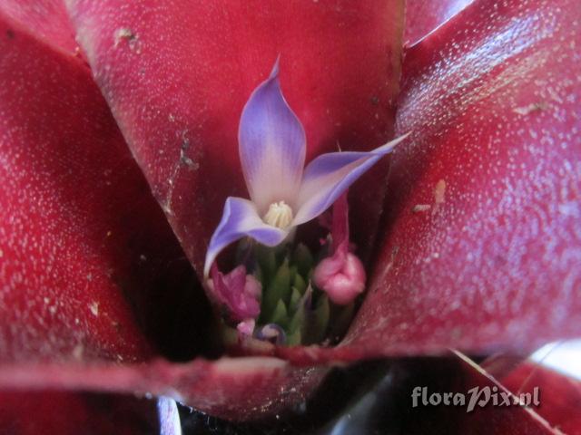 Neoregelia rubrifolia