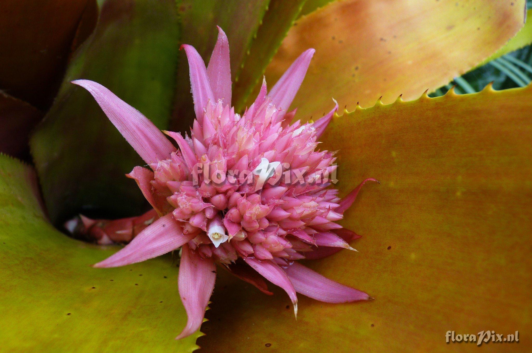 Aechmea gigantea