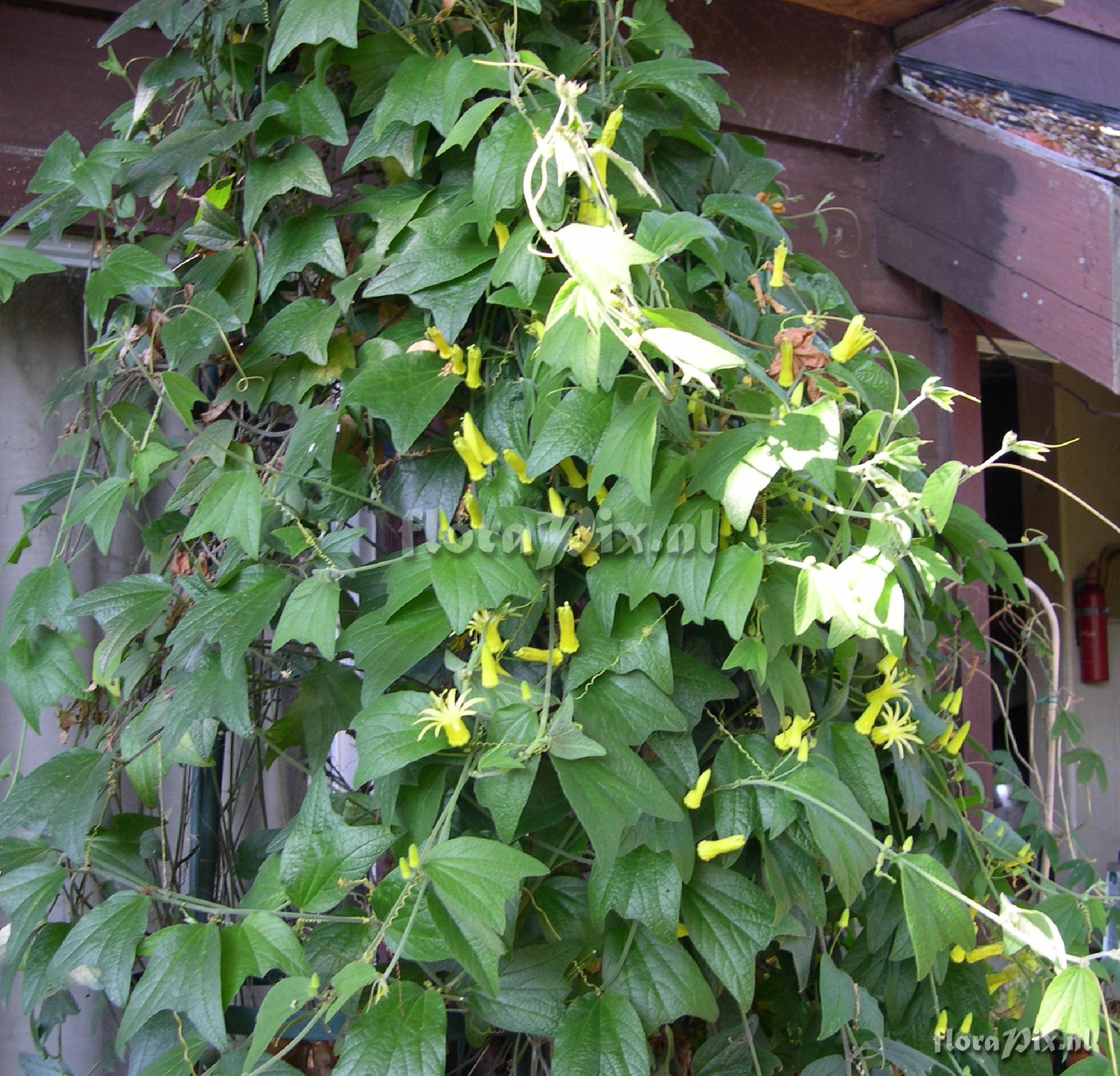 Passiflora citrina