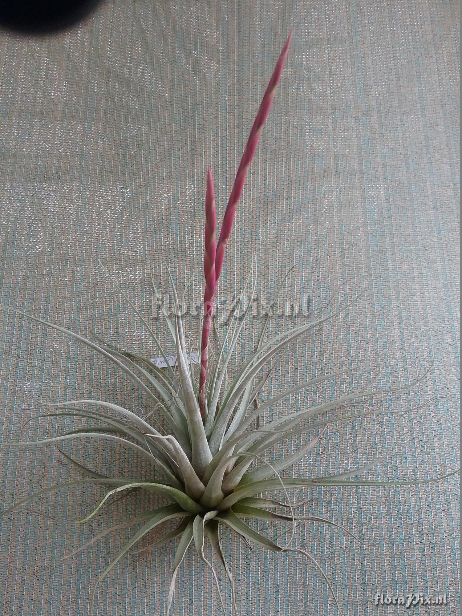 Tillandsia andreettae