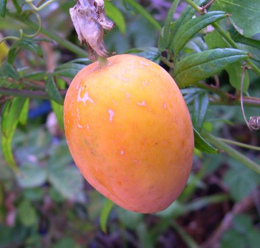 Passiflora 'Quasar' fruit