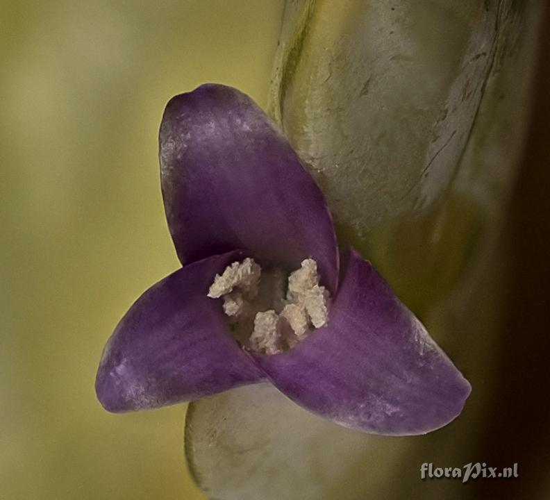 Tillandsia confertiflora