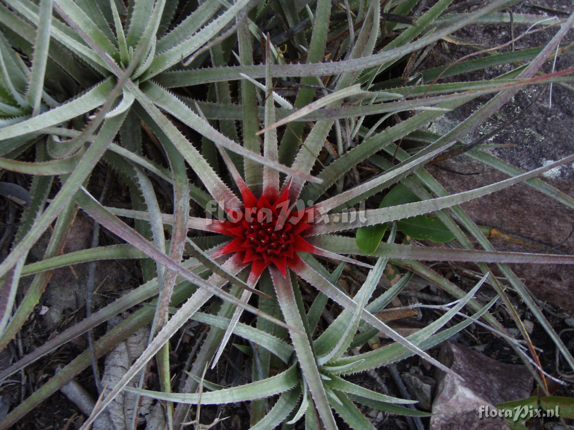 Sincoraea burlemarxii