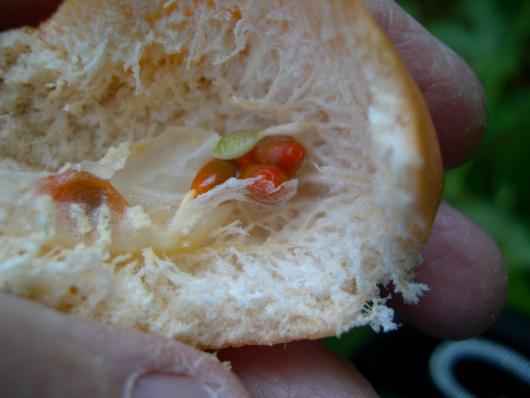 Passiflora 'Quasar' fruit inside