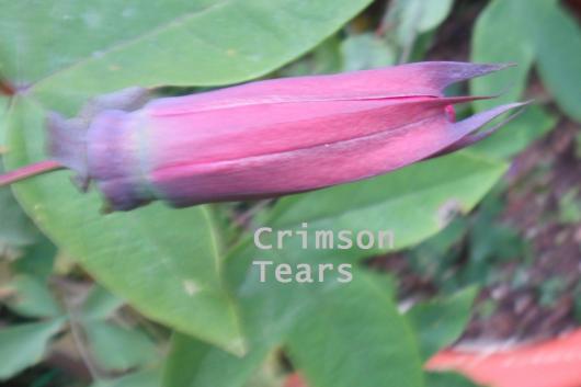 Passiflora 'Crimson Tears' bud