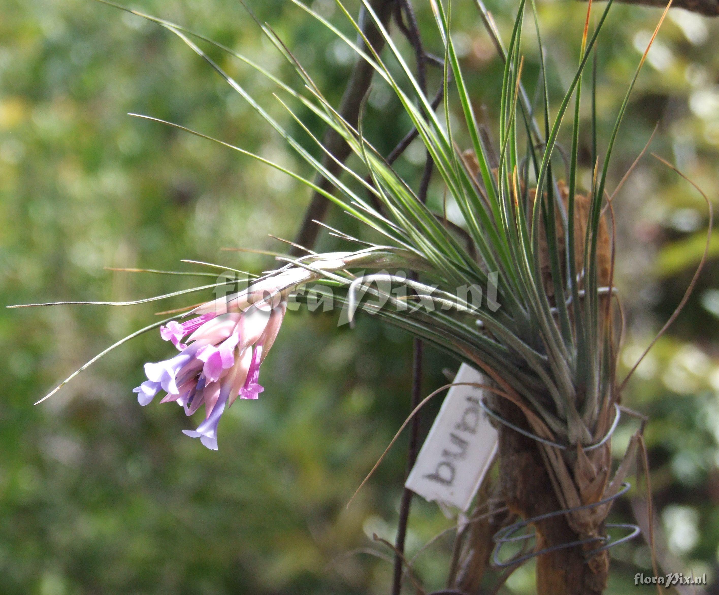 Tillandsia montana