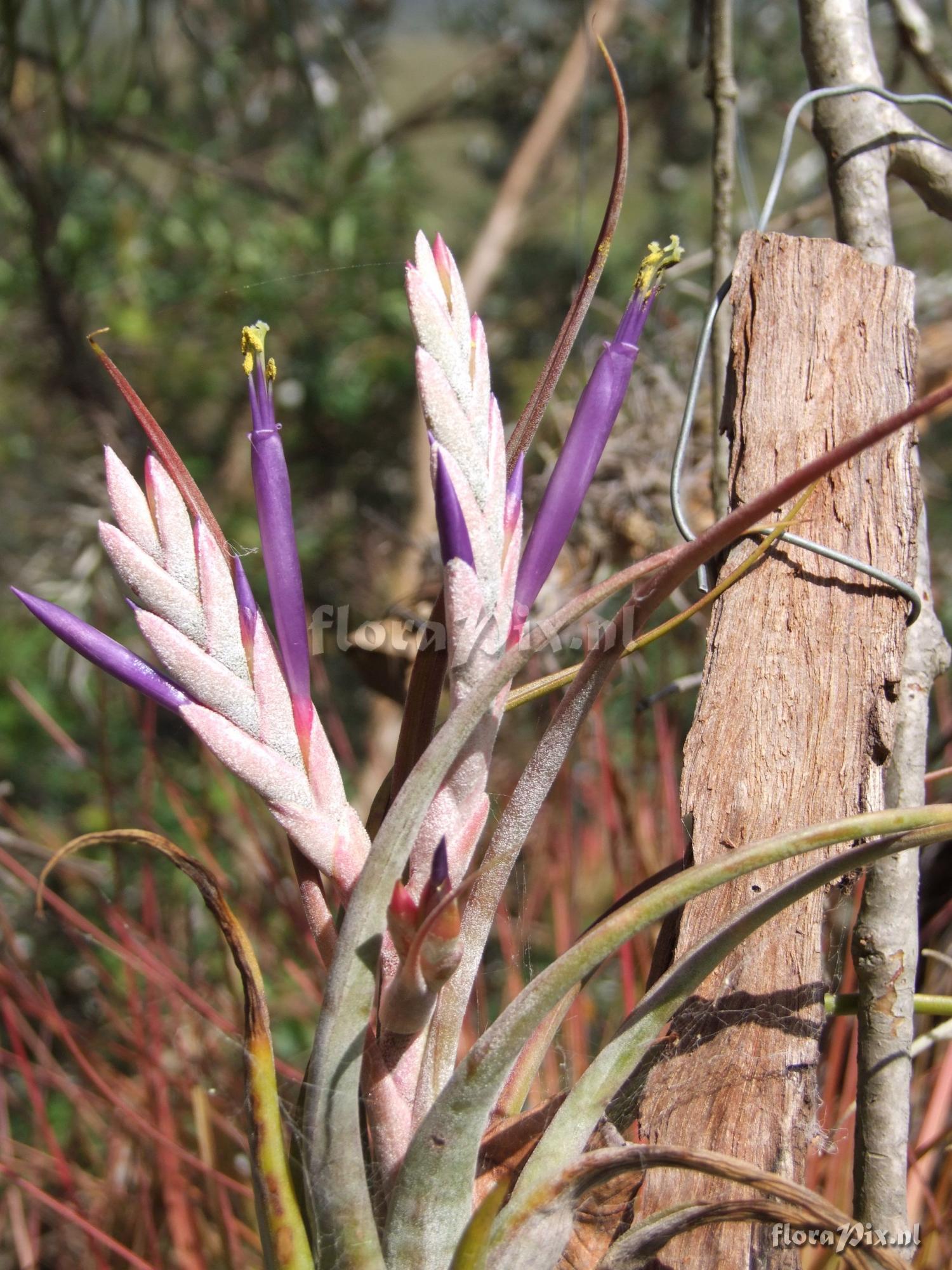 Tillandsia paucifolia