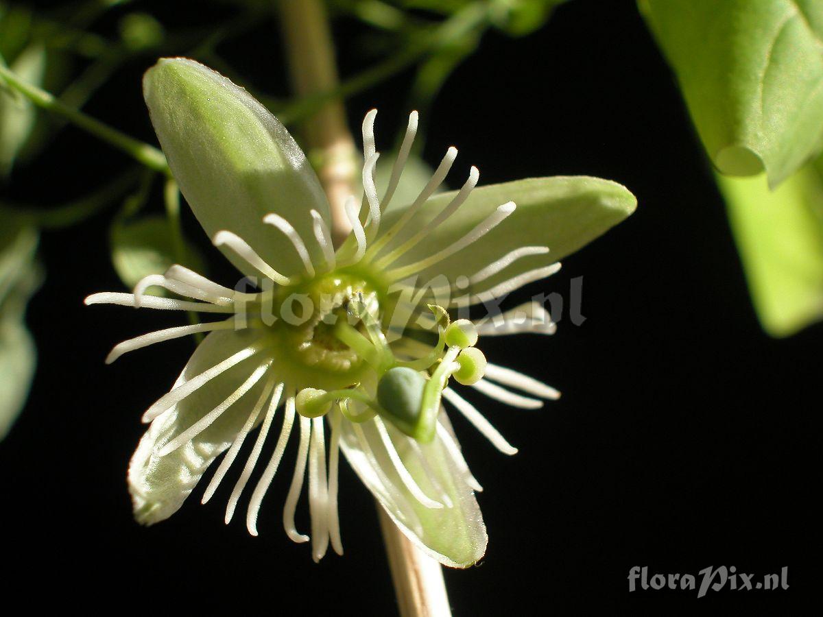 Passiflora gracilis