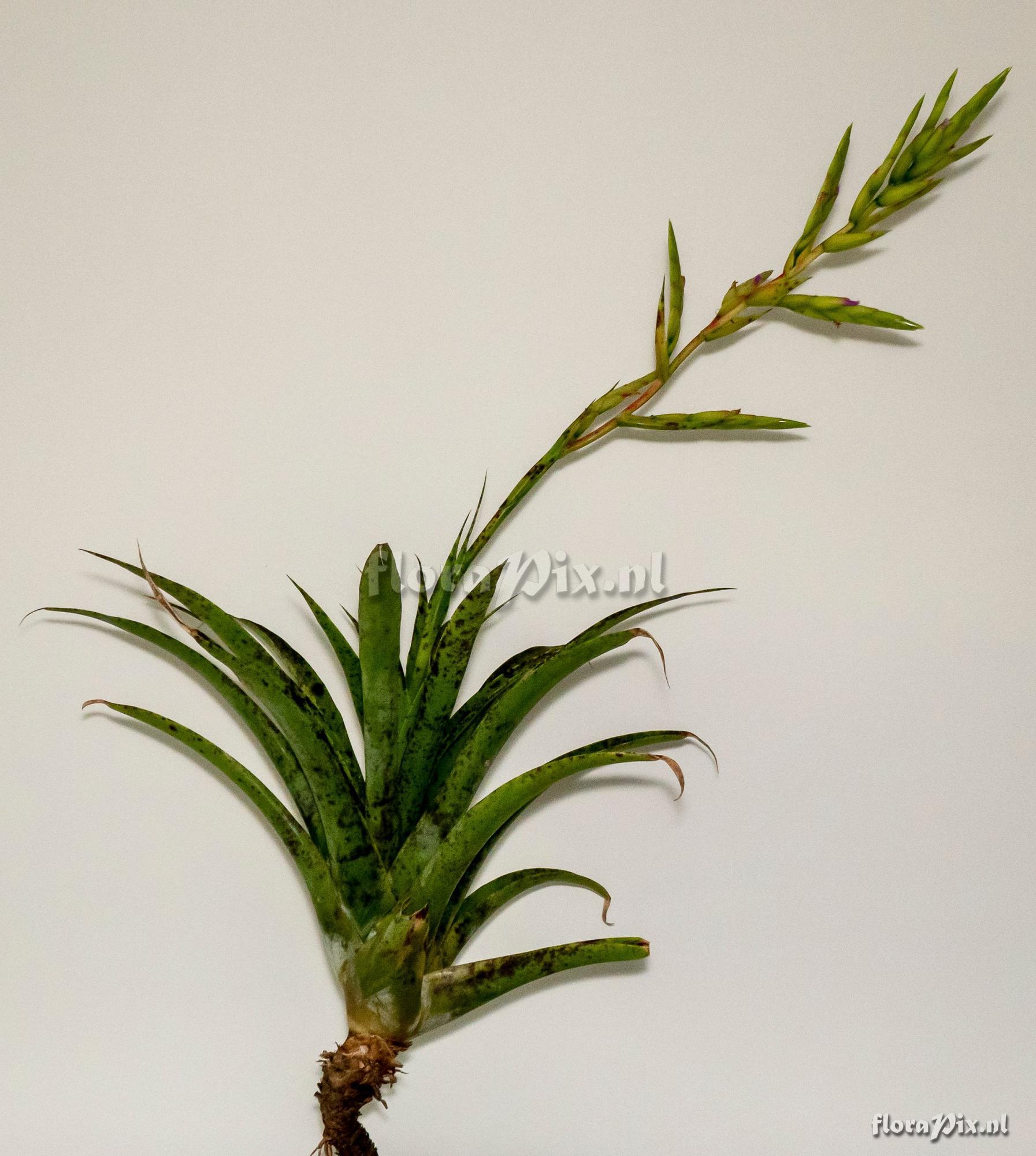 Tillandsia roezlii