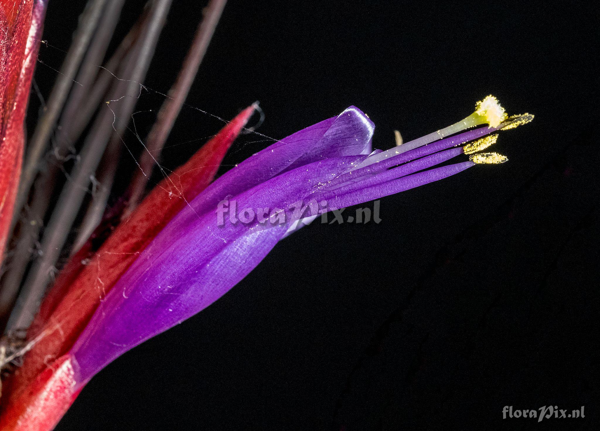 Tillandsia simulata