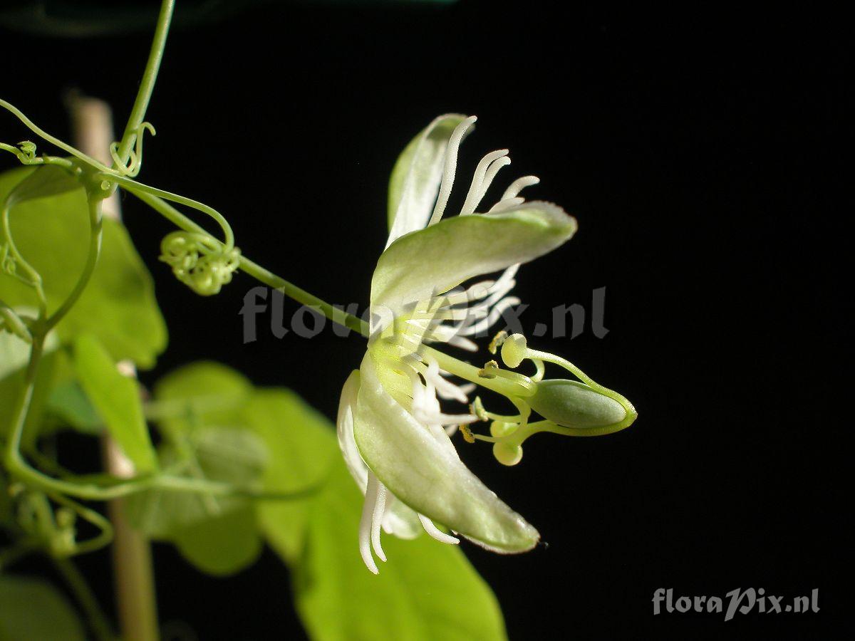 Passiflora gracilis