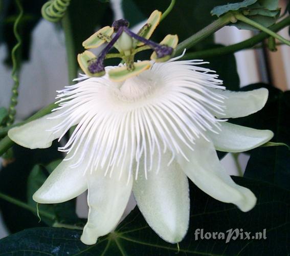 Passiflora 