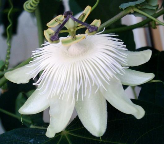 Passiflora 'White Queen'
