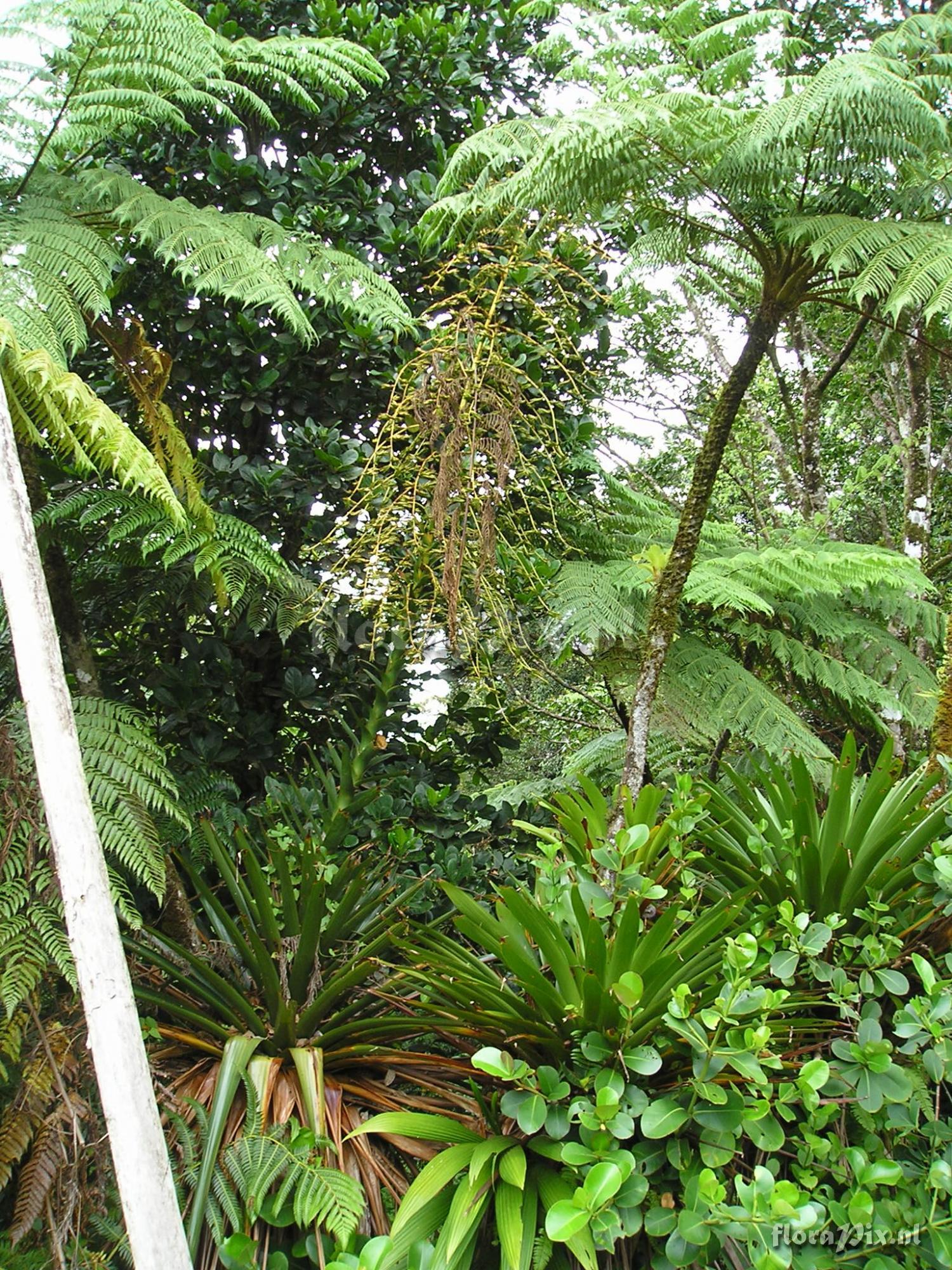 Glomeropitcairnia penduliflora