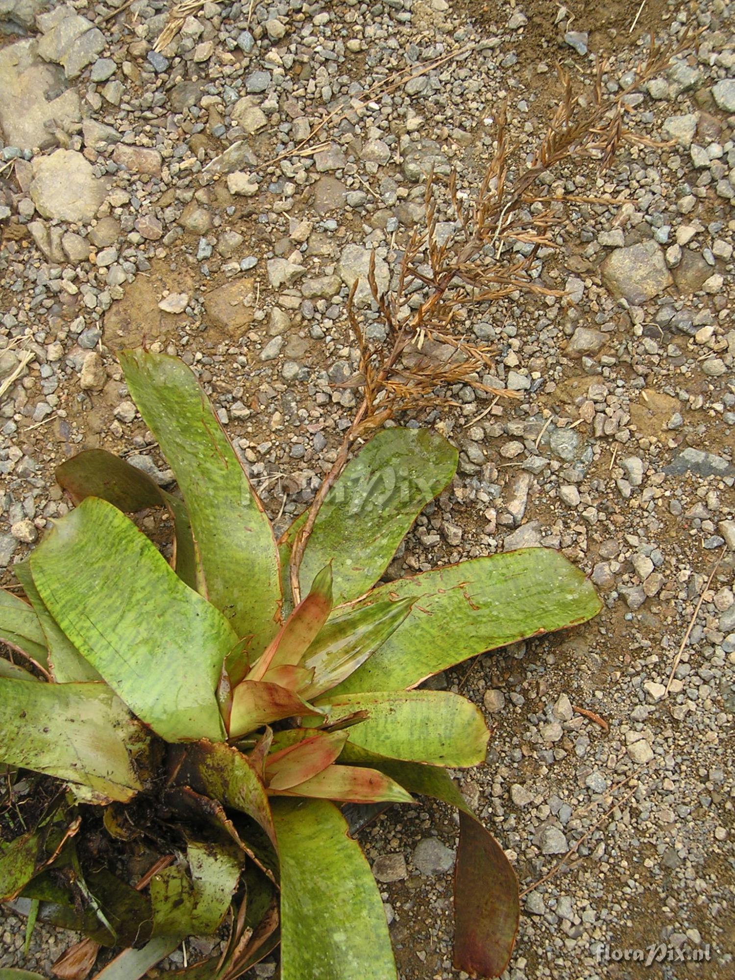 Josemania pinnata