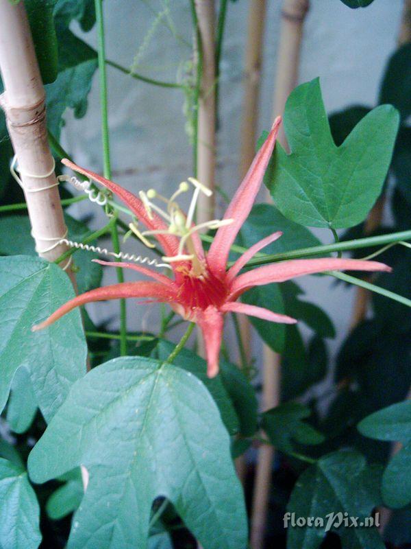 Passiflora 