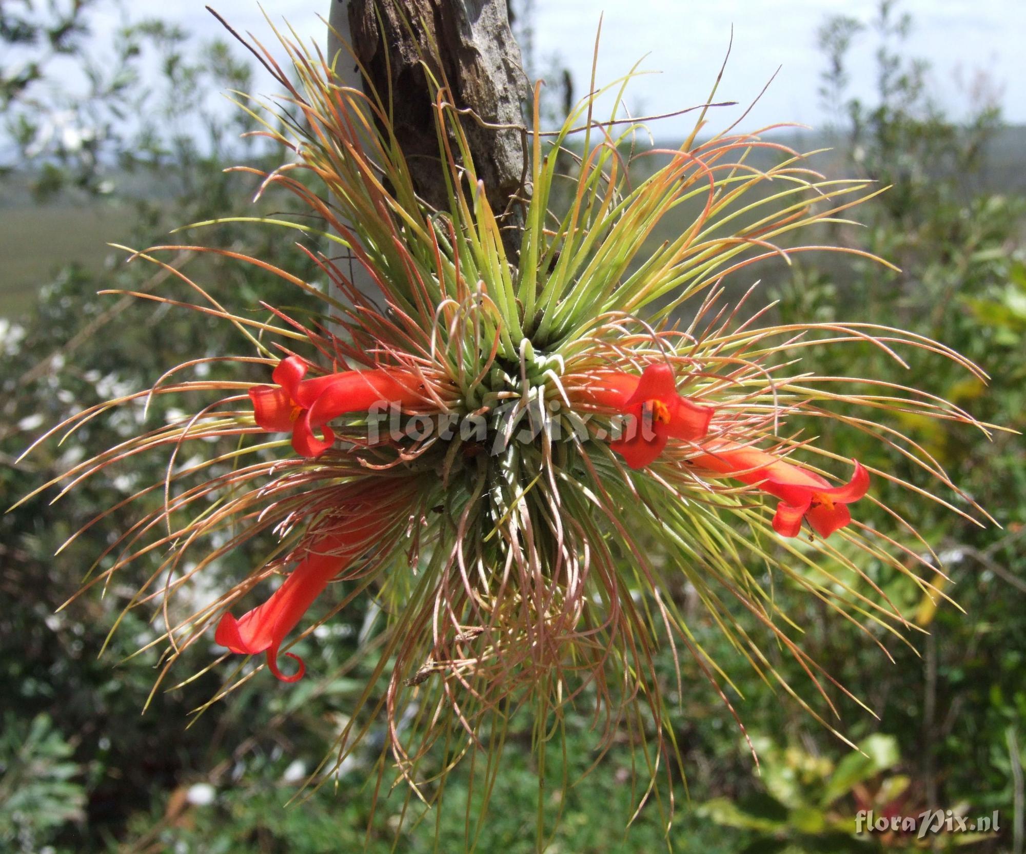 Tillandsia andreana