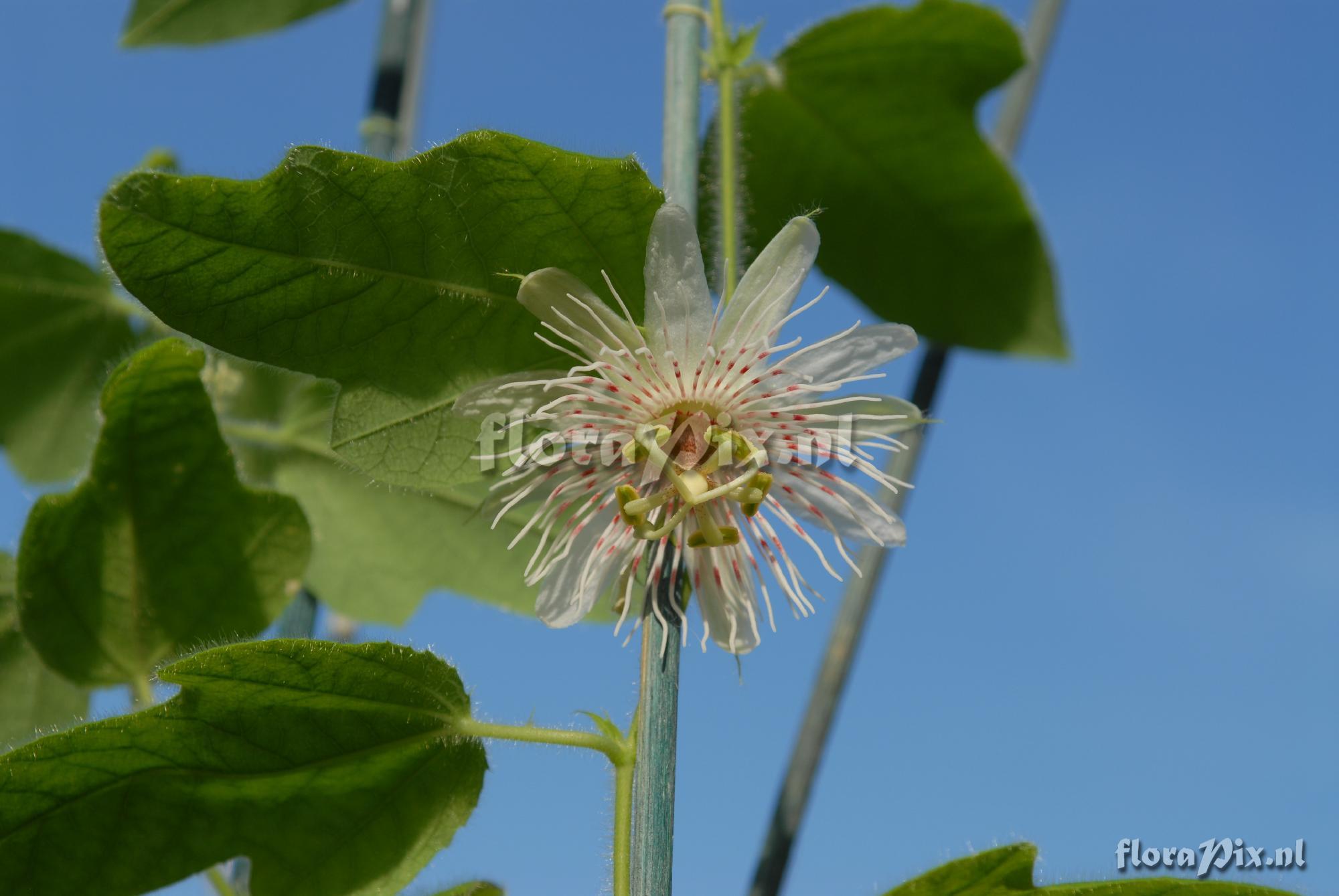 Passiflora villosa