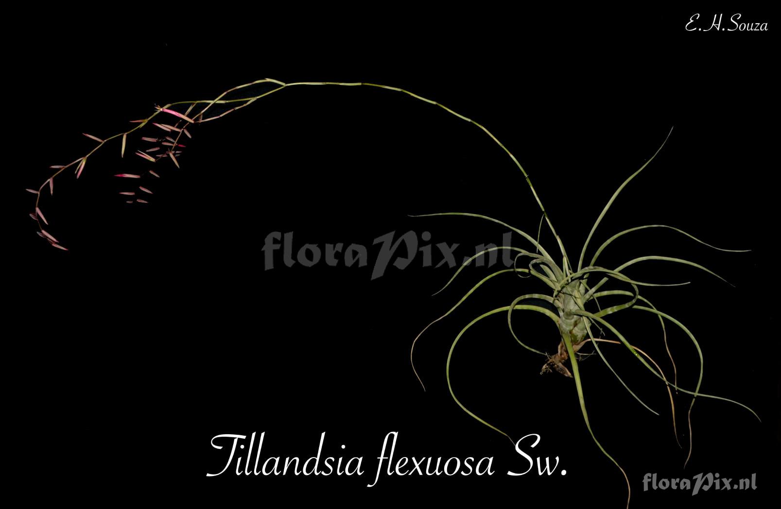 Tillandsia flexuosa