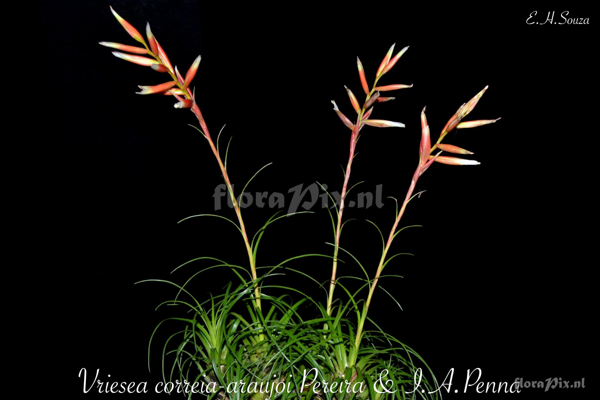 Vriesea correiaaraujoi